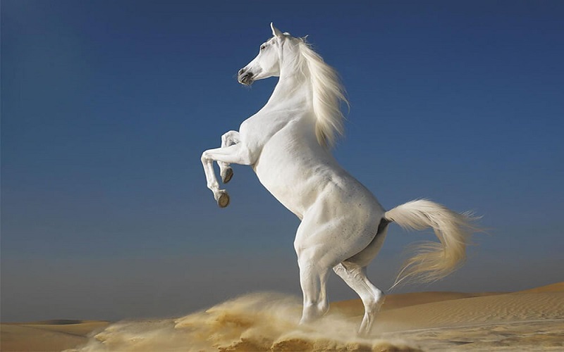Ngựa là biểu tượng của sự giàu sang, phú quý.